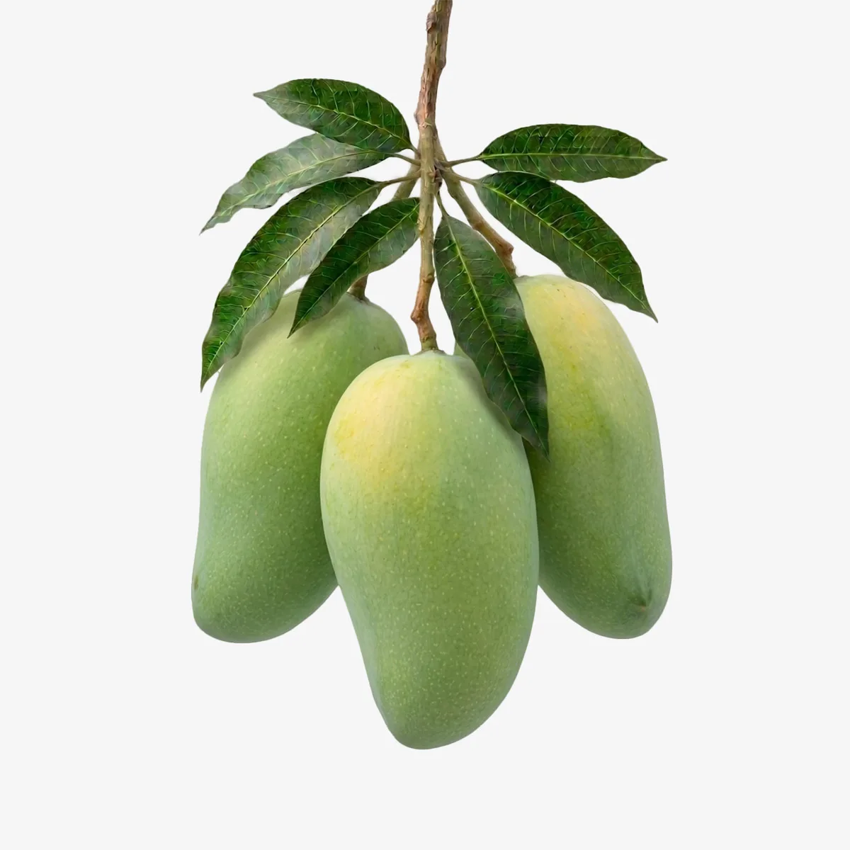 Langraa-aam-img ল্যাংড়া আম - Image 1