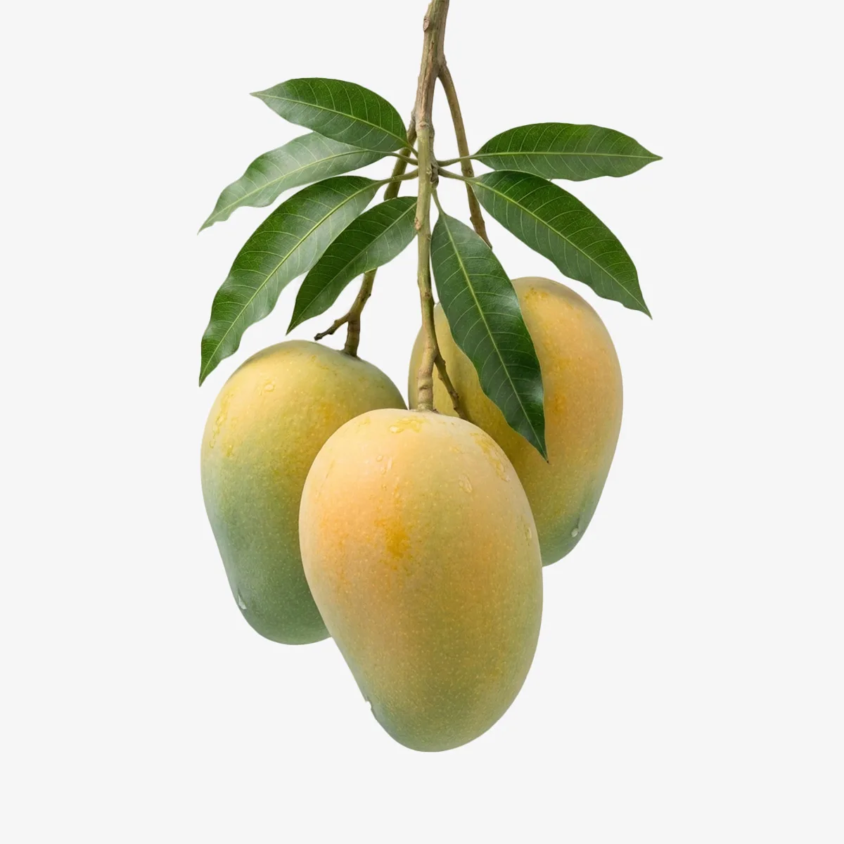 fresh-himsagoor-aam হিমসাগর আম - Image 1