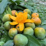 হিমসাগর আম