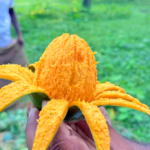 হাড়িভাঙ্গা আম 24 KG