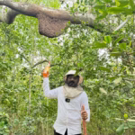 সুন্দরবনের চাকের মধু - Image 4