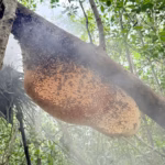 সুন্দরবনের চাকের মধু - Image 3