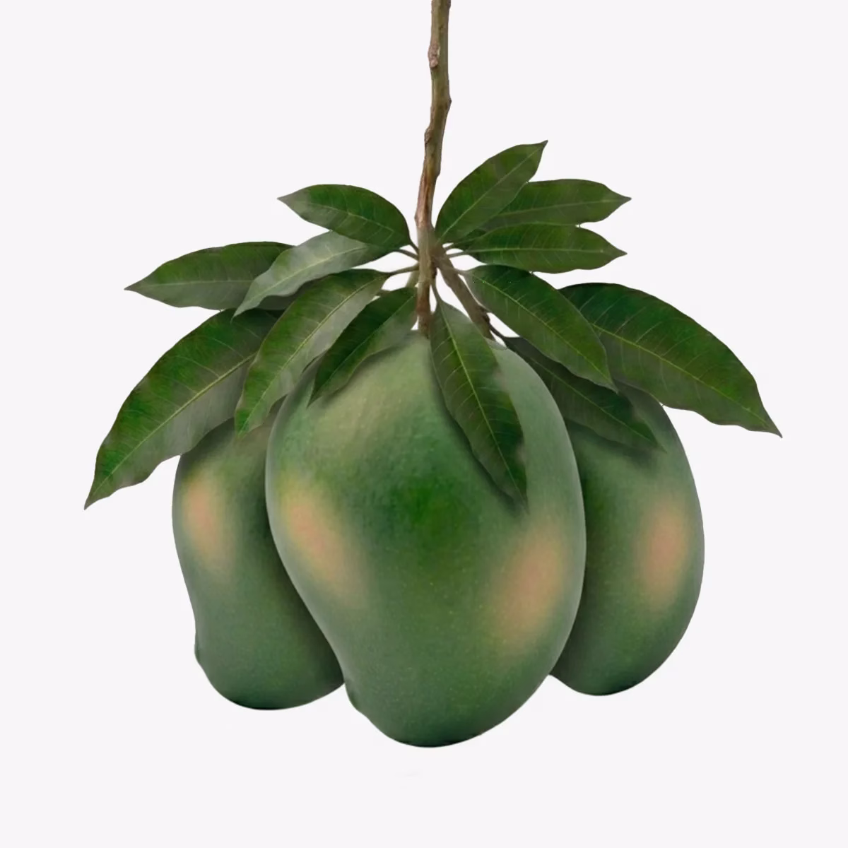 fresh-amropalii-aam আম্রপালি আম - Image 1
