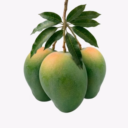 হিমসাগর আম - 12 KG