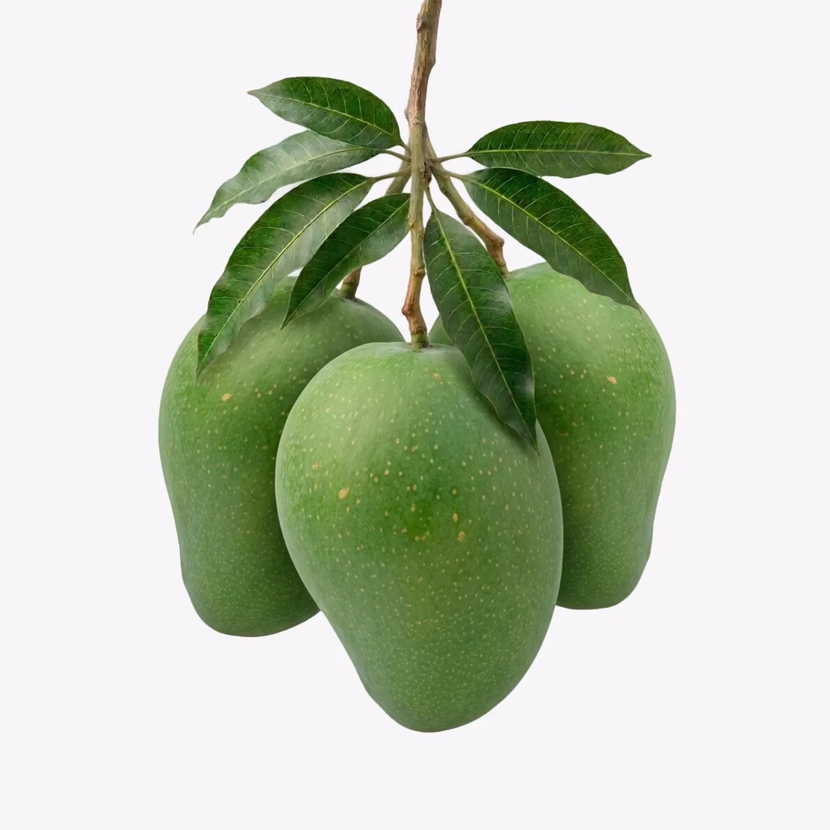 fresh-gopalvoog-aam গোপালভোগ আম - Image 1
