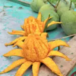 হিমসাগর আম